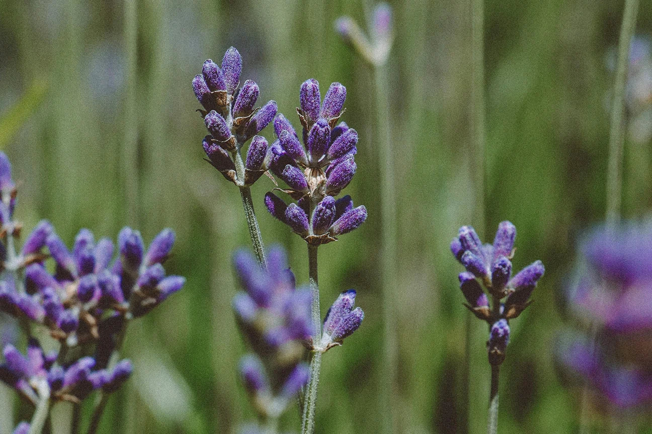 Field of Lavender Flowers, natural essential oil candles from lavender essential oils. Essential oil candles vs fragrance candles