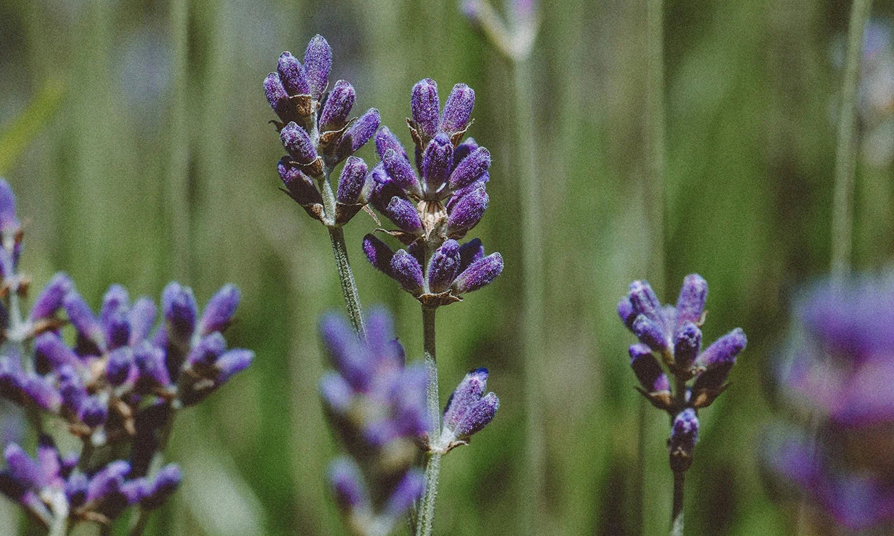 Field of Lavender Flowers, natural essential oil candles from lavender essential oils. Essential oil candles vs fragrance candles